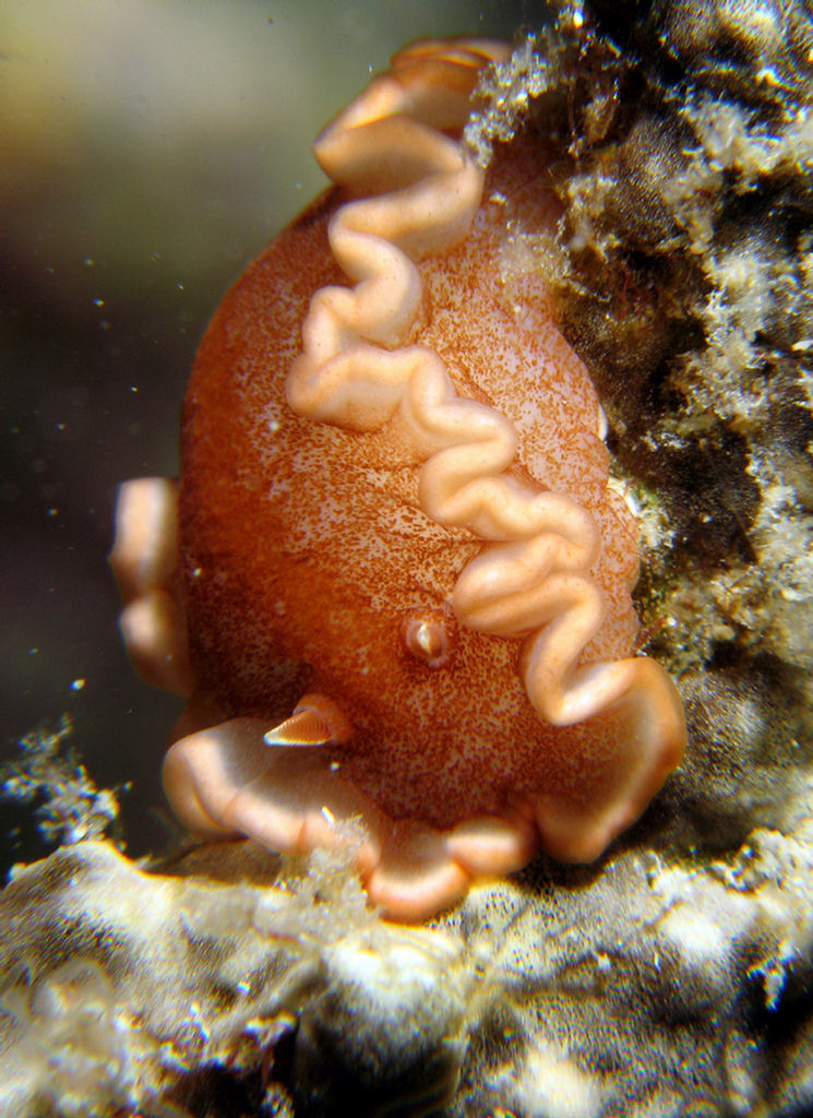 Glossodoris rufomarginata